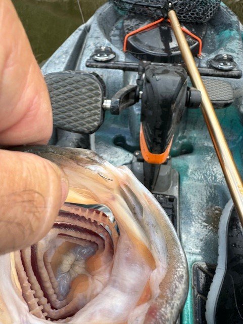 Look in the center of the photo, that's my hook that broke right as I netted the fish
