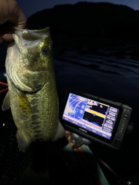 Love catching them in the dark, almost before 5AM